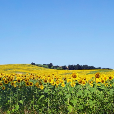 Les champs de tournesol du Gers en été